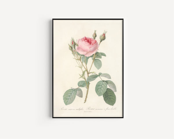 Pierre-Joseph Redouté — Les Roses: Rosa Muscosa Multiplex | Botanical Illustration Print