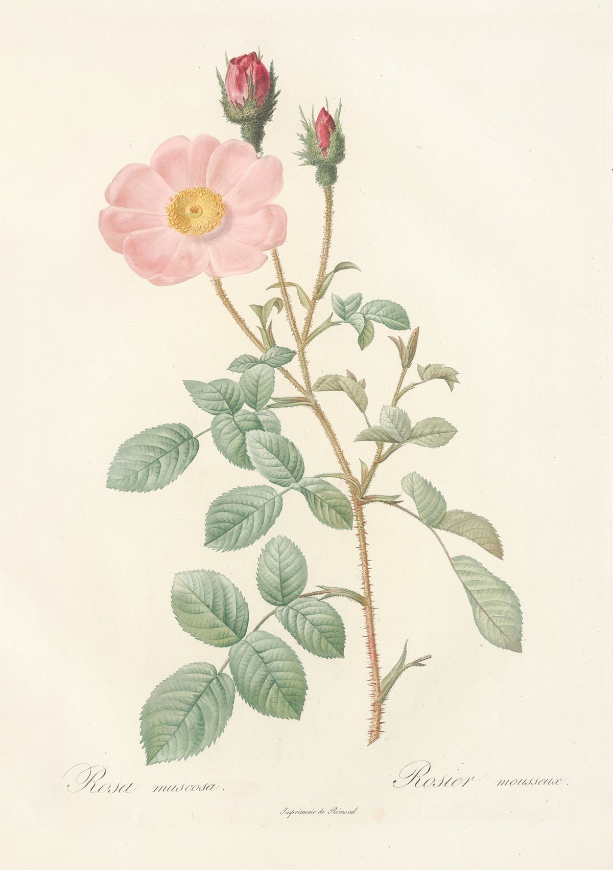 Les Roses: Rosa Muscosa ‘Simplex’ by Pierre-Joseph Redouté — A single pale pink rose beside two crimson buds in bristly calyxes