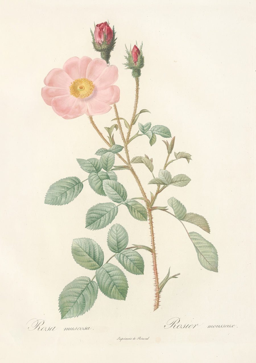 Pierre-Joseph Redouté — Les Roses: Rosa Muscosa ‘Simplex’ | Botanical Illustration Print shown to scale on a wall above a sofa
