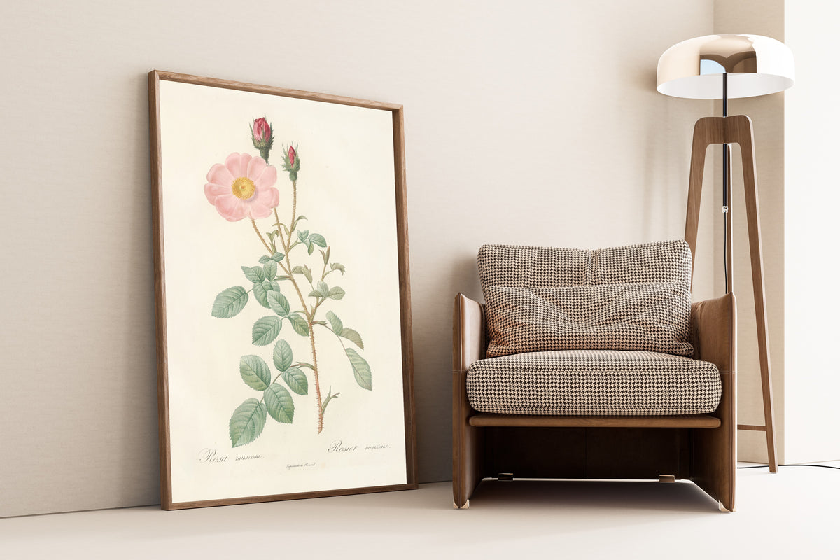 Framed art print of Les Roses: Rosa Muscosa ‘Simplex’ by Pierre-Joseph Redouté, leaning against a wall beside an armchair and a floor lamp