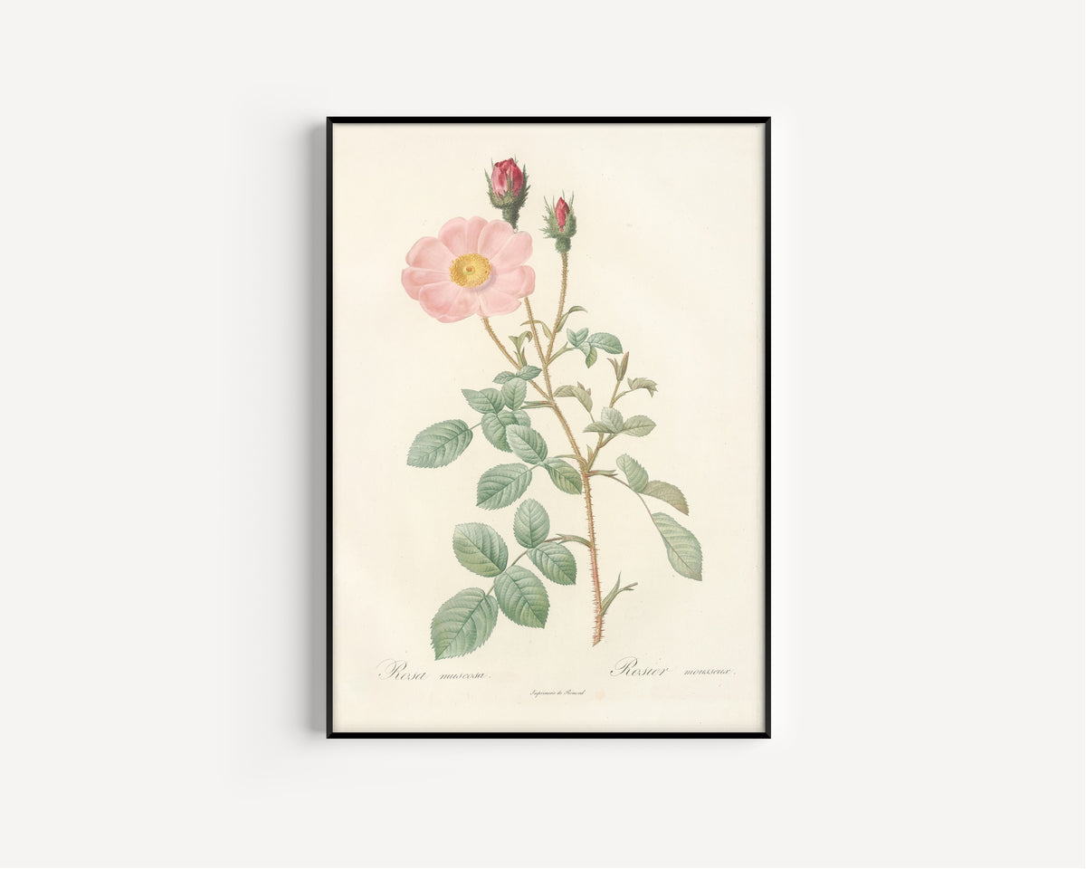 Framed art print of Les Roses: Rosa Muscosa ‘Simplex’ by Pierre-Joseph Redouté, in a slim black frame on a plain white wall