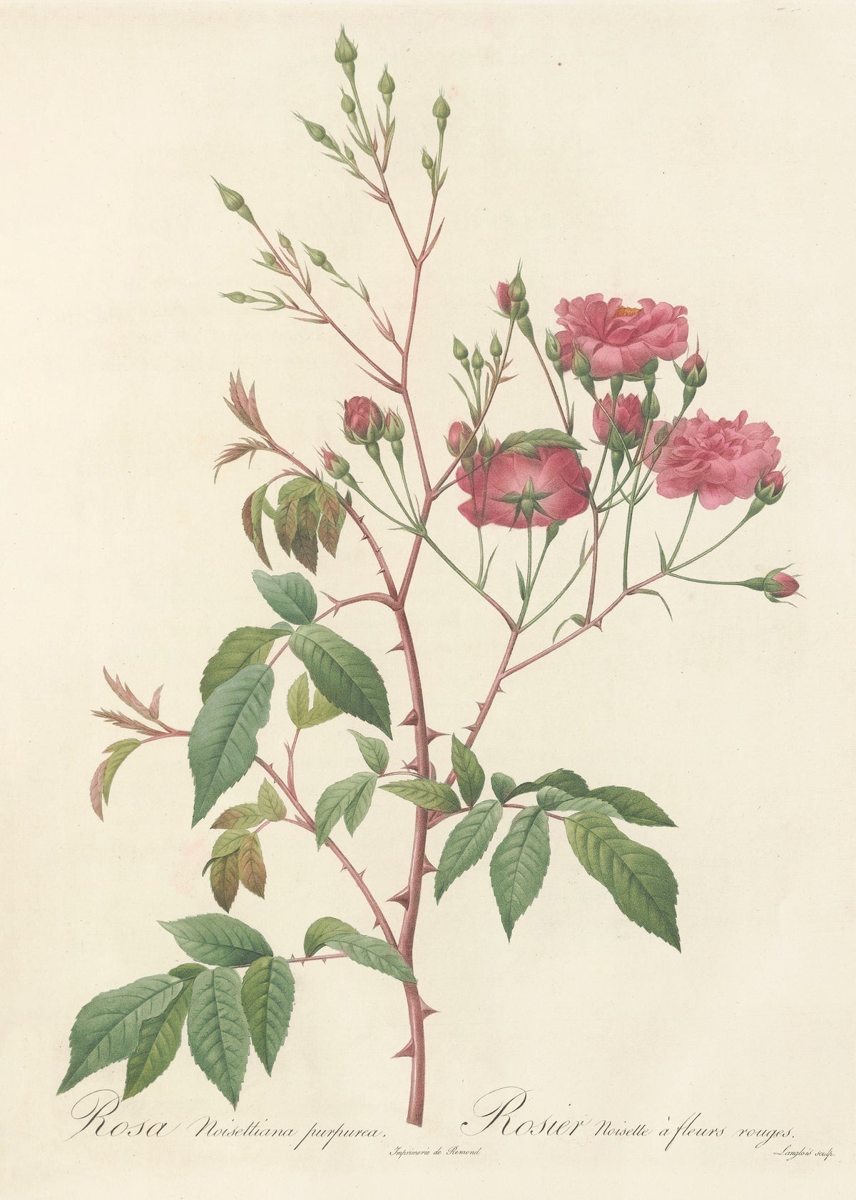 Les Roses: Rosa Noisettiana Purpurea by Pierre-Joseph Redouté — Pink-crimson double roses and many small buds on a tall, thorny spray