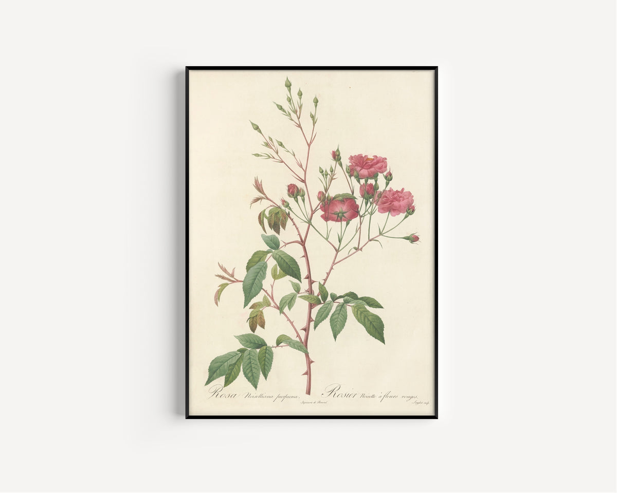 Framed art print of Les Roses: Rosa Noisettiana Purpurea by Pierre-Joseph Redouté, in a slim black frame on a plain white wall
