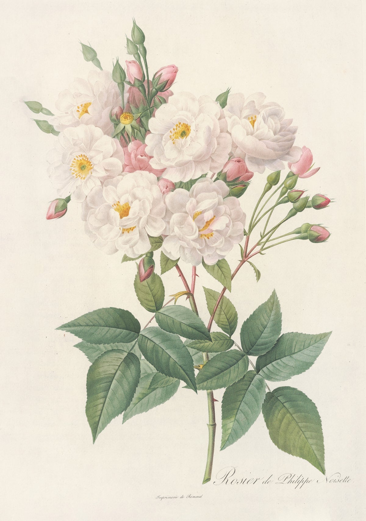 Les Roses: Rosa Noisettiana by Pierre-Joseph Redouté — A cluster of white and blush roses with pink buds above green leaves