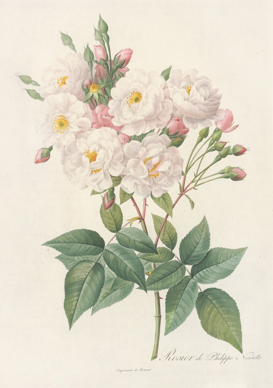 Pierre-Joseph Redouté — Les Roses: Rosa Noisettiana | Botanical Illustration Print shown to scale on a wall above a sofa