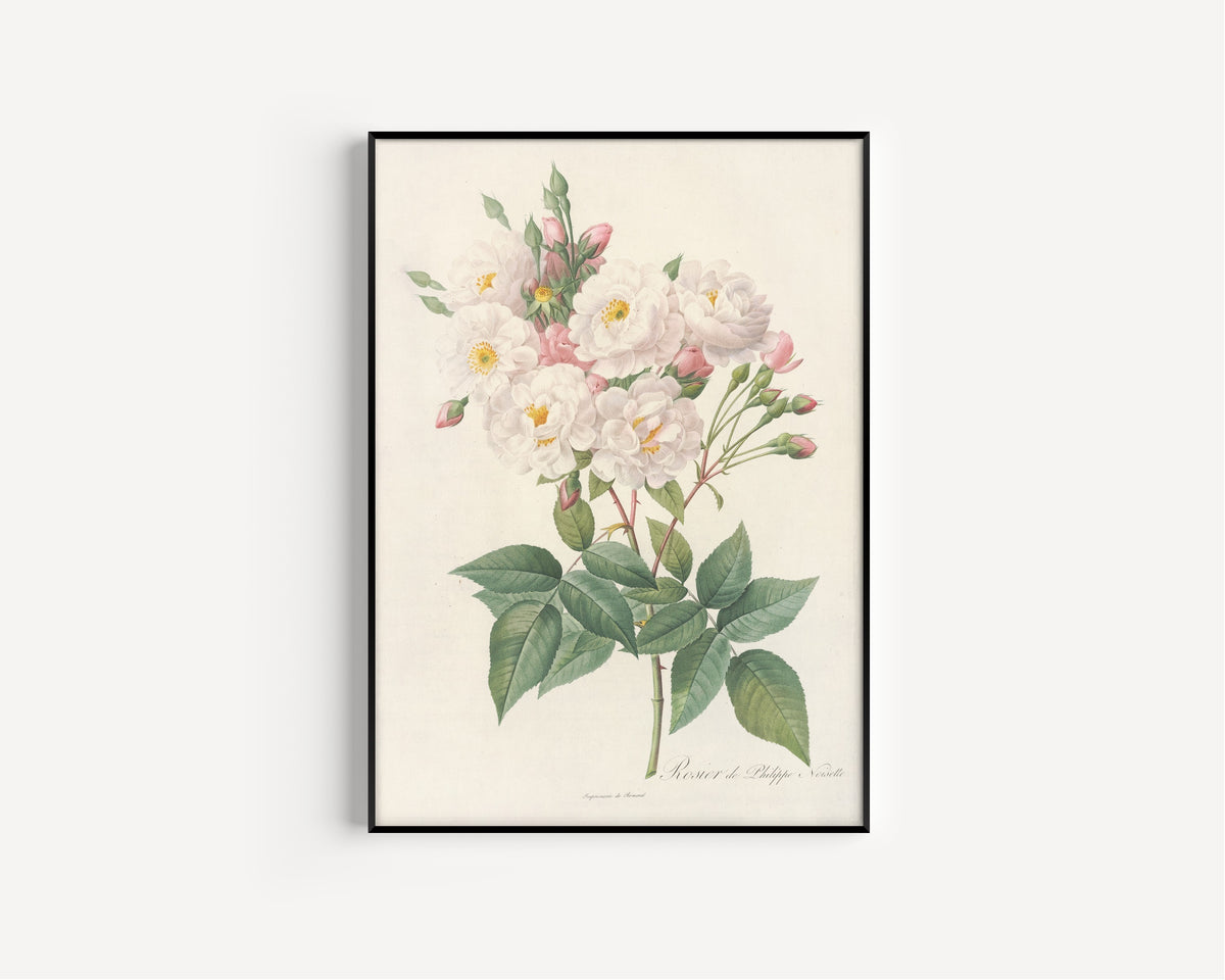 Framed art print of Les Roses: Rosa Noisettiana by Pierre-Joseph Redouté, in a slim black frame on a plain white wall