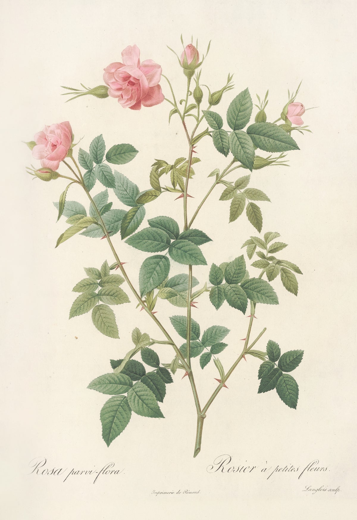 Les Roses: Rosa Parvi-Flora (Var. Flore Multiplici) by Pierre-Joseph Redouté — Two double pink roses and small buds on a branching, leafy spray