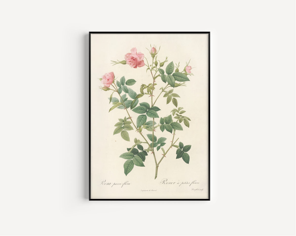 Framed art print of Les Roses: Rosa Parvi-Flora (Var. Flore Multiplici) by Pierre-Joseph Redouté, in a slim black frame on a plain white wall