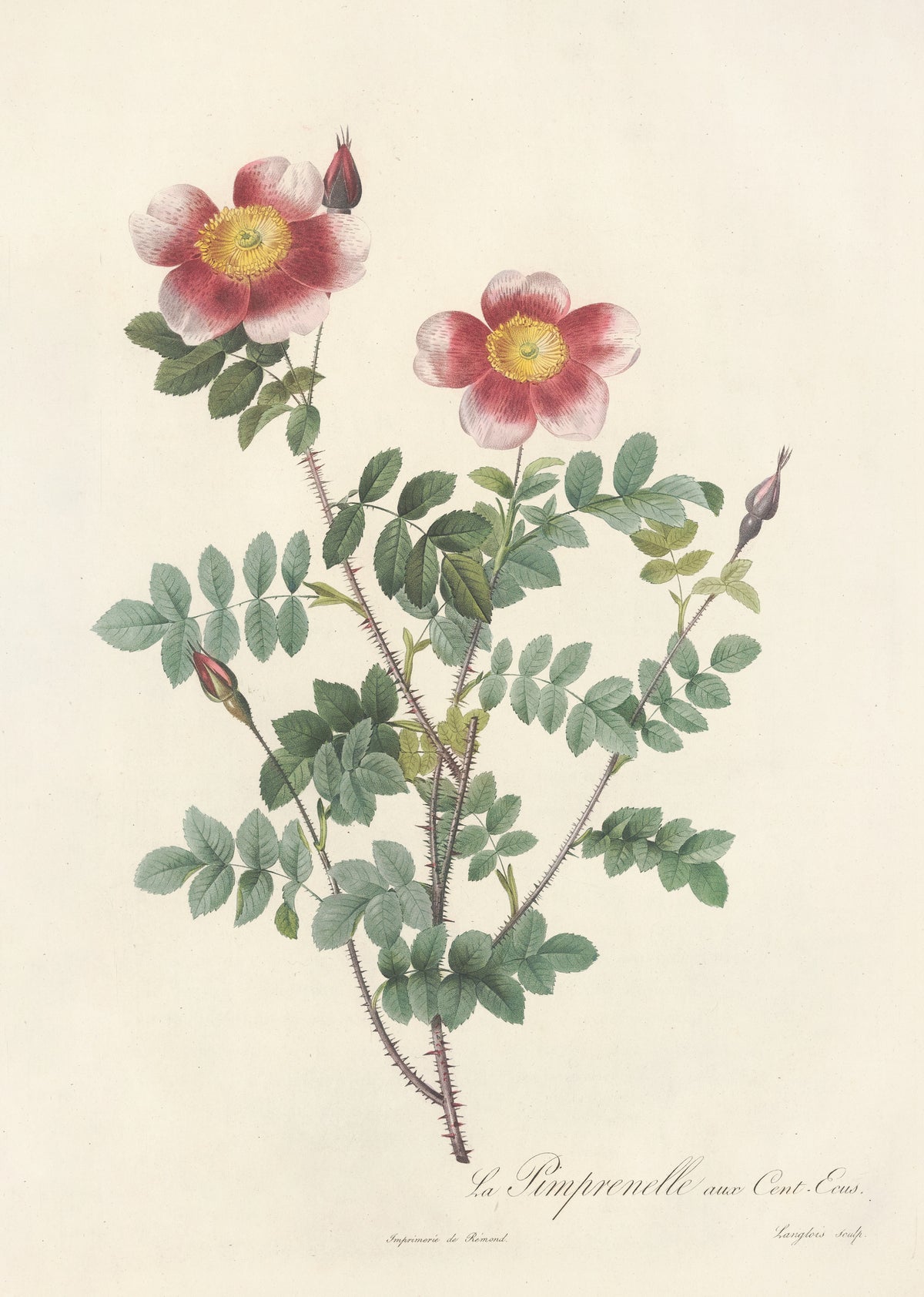Les Roses: Rosa Pimpinellifolia (La Pimprenelle aux Cent-Écus) by Pierre-Joseph Redouté — Two white-edged crimson roses with golden centres on a prickly stem