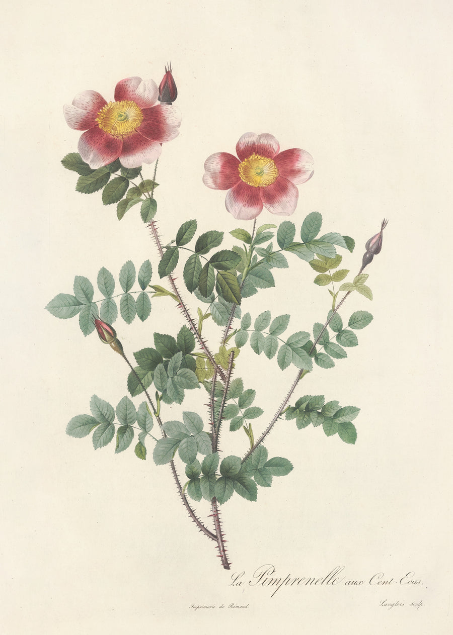 Pierre-Joseph Redouté — Les Roses: Rosa Pimpinellifolia (La Pimprenelle aux Cent-Écus) | Botanical Illustration Print shown to scale on a wall above a sofa
