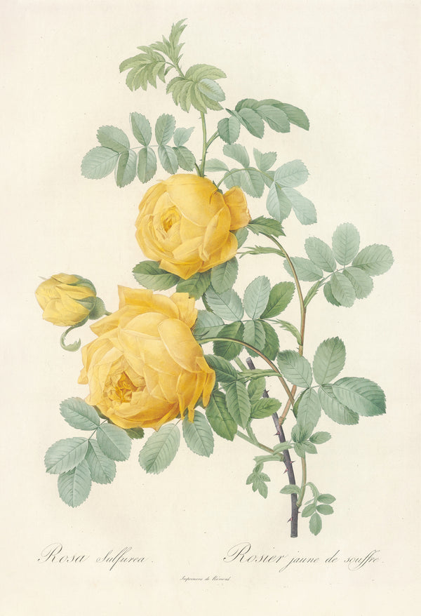 Pierre-Joseph Redouté — Les Roses: Rosa Sulfurea | Botanical Illustration Print