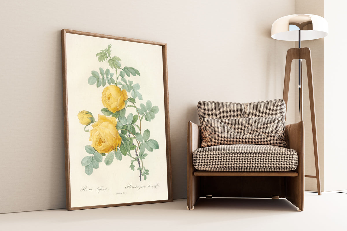 Pierre-Joseph Redouté — Les Roses: Rosa Sulfurea | Botanical Illustration Print