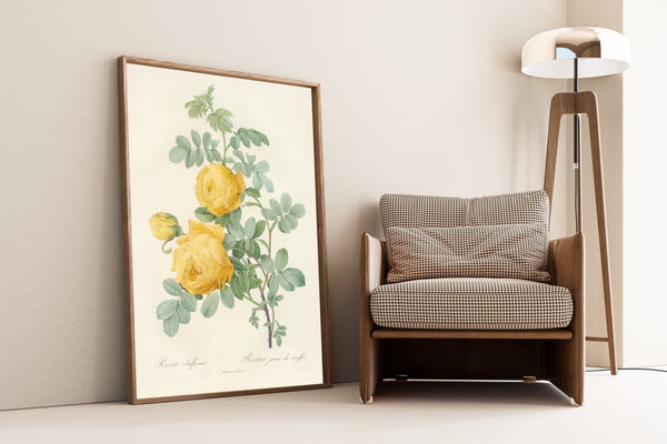 Pierre-Joseph Redouté — Les Roses: Rosa Sulfurea | Botanical Illustration Print