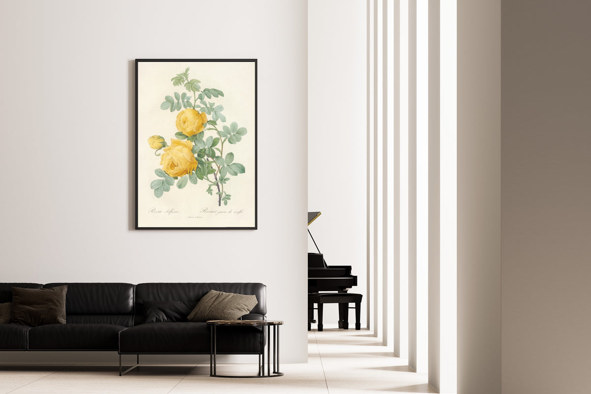 Pierre-Joseph Redouté — Les Roses: Rosa Sulfurea | Botanical Illustration Print