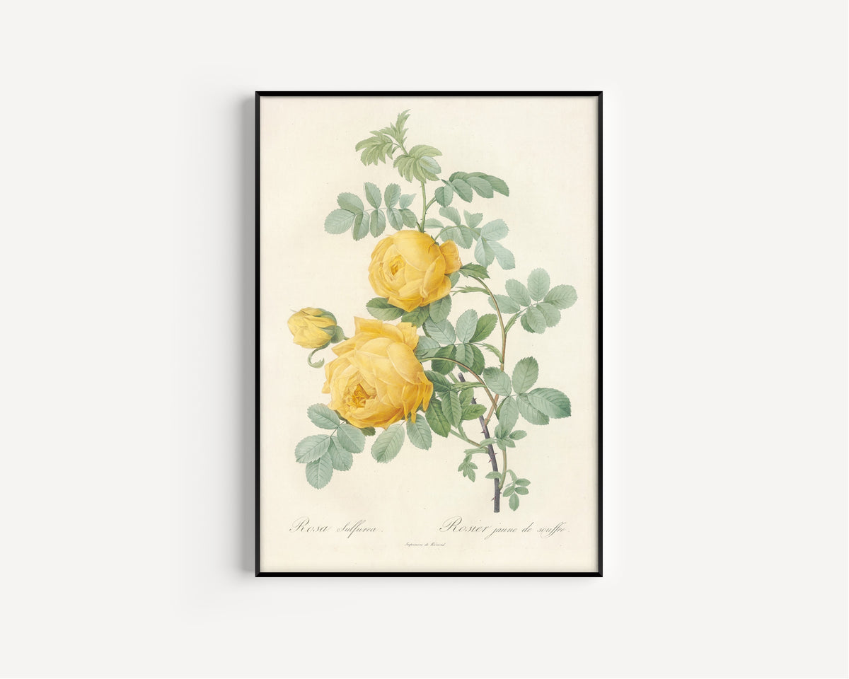 Pierre-Joseph Redouté — Les Roses: Rosa Sulfurea | Botanical Illustration Print