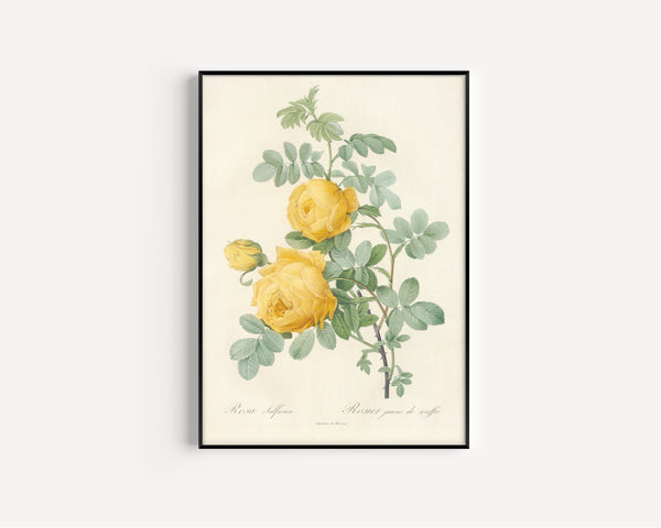 Pierre-Joseph Redouté — Les Roses: Rosa Sulfurea | Botanical Illustration Print