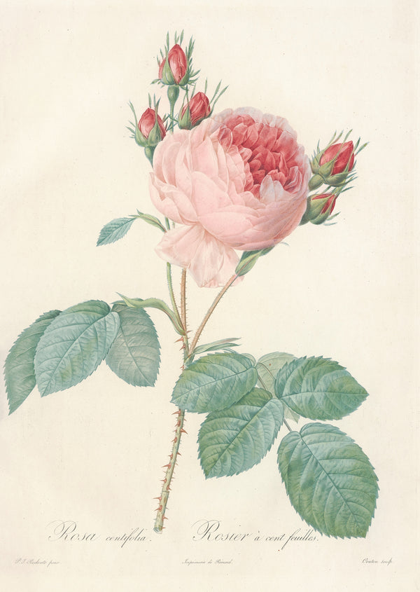 Pierre-Joseph Redouté — Les Roses: Rosa centifolia | Botanical Illustration Print