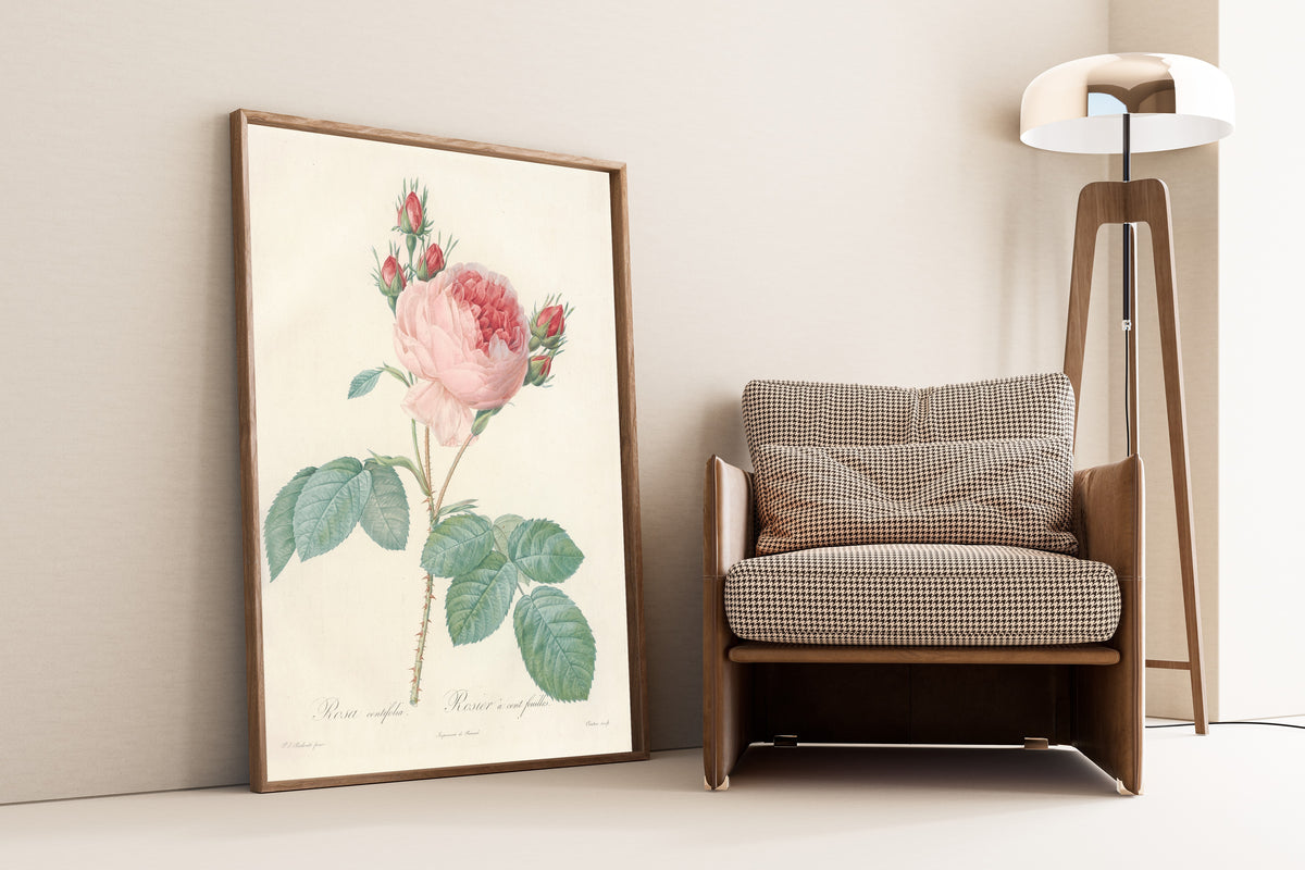 Pierre-Joseph Redouté — Les Roses: Rosa centifolia | Botanical Illustration Print