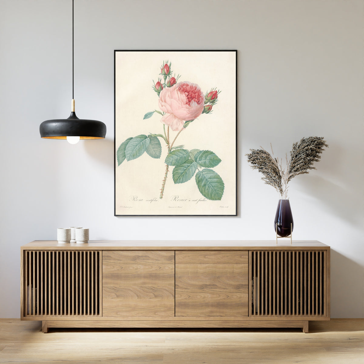 Pierre-Joseph Redouté — Les Roses: Rosa centifolia | Botanical Illustration Print