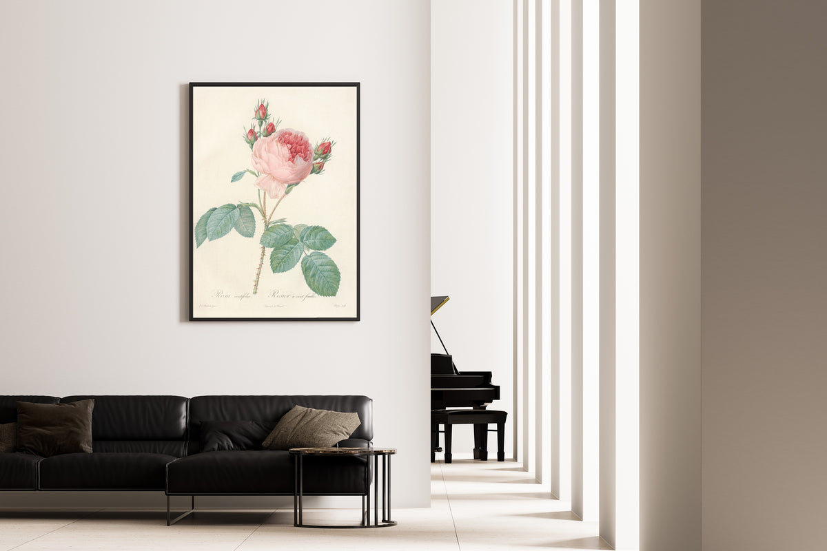 Pierre-Joseph Redouté — Les Roses: Rosa centifolia | Botanical Illustration Print