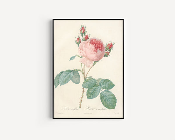 Pierre-Joseph Redouté — Les Roses: Rosa centifolia | Botanical Illustration Print