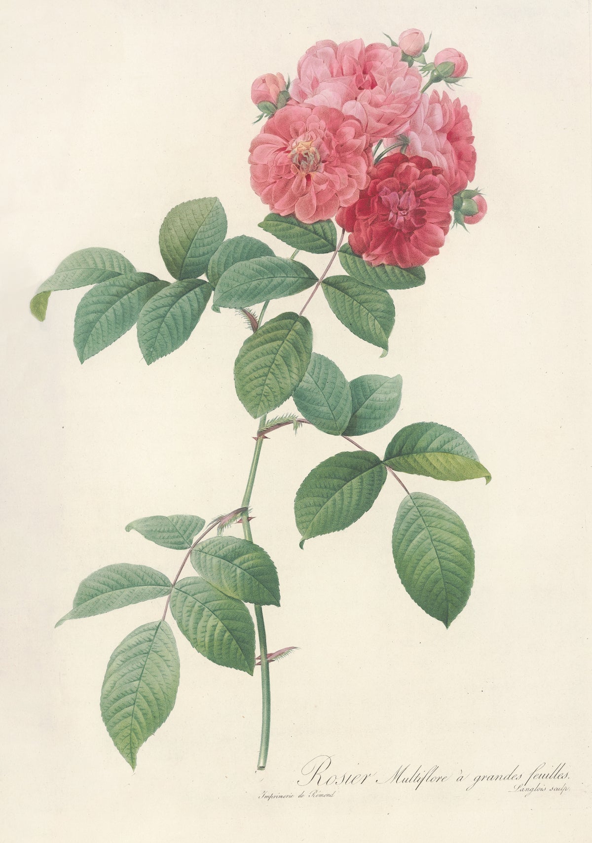 Pierre-Joseph Redouté — Les Roses: Rosier Multiflore à grandes feuilles | Botanical Illustration Print