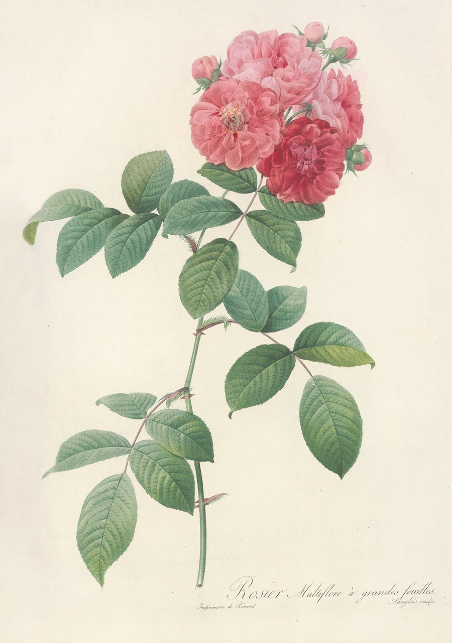 Pierre-Joseph Redouté — Les Roses: Rosier Multiflore à grandes feuilles | Botanical Illustration Print shown to scale on a wall above a sofa