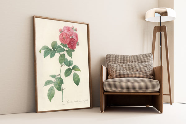 Pierre-Joseph Redouté — Les Roses: Rosier Multiflore à grandes feuilles | Botanical Illustration Print
