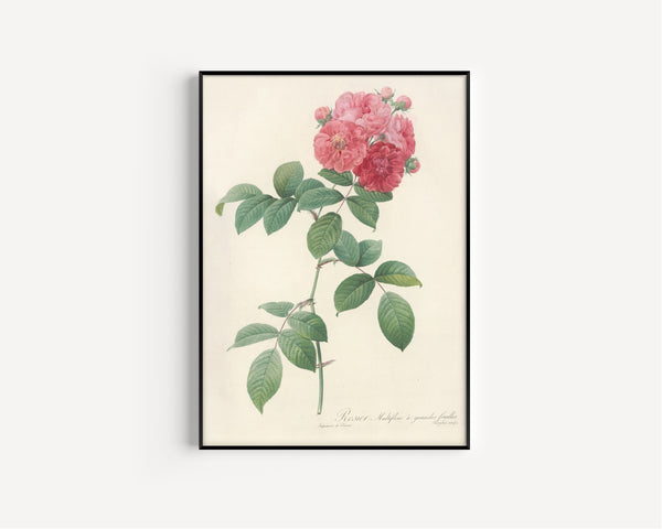 Pierre-Joseph Redouté — Les Roses: Rosier Multiflore à grandes feuilles | Botanical Illustration Print