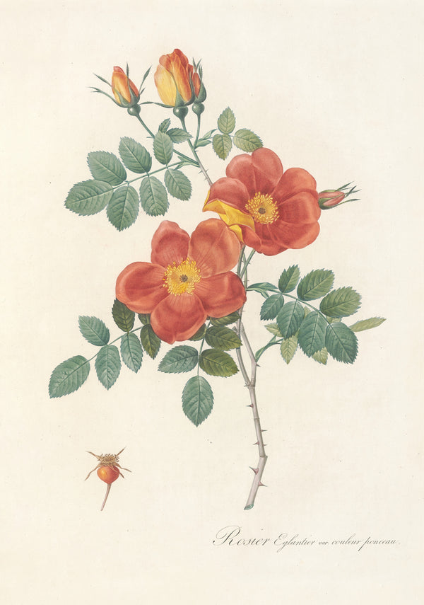 Pierre-Joseph Redouté — Les Roses: Rosier Églantier var. couleur ponceau | Botanical Illustration Print