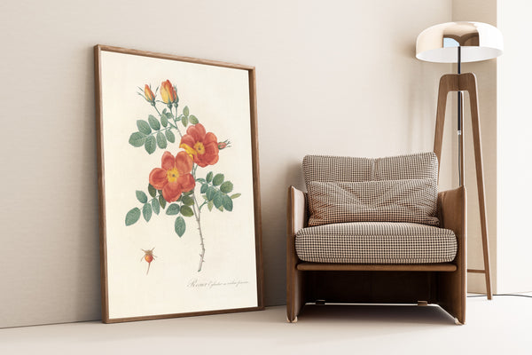 Pierre-Joseph Redouté — Les Roses: Rosier Églantier var. couleur ponceau | Botanical Illustration Print