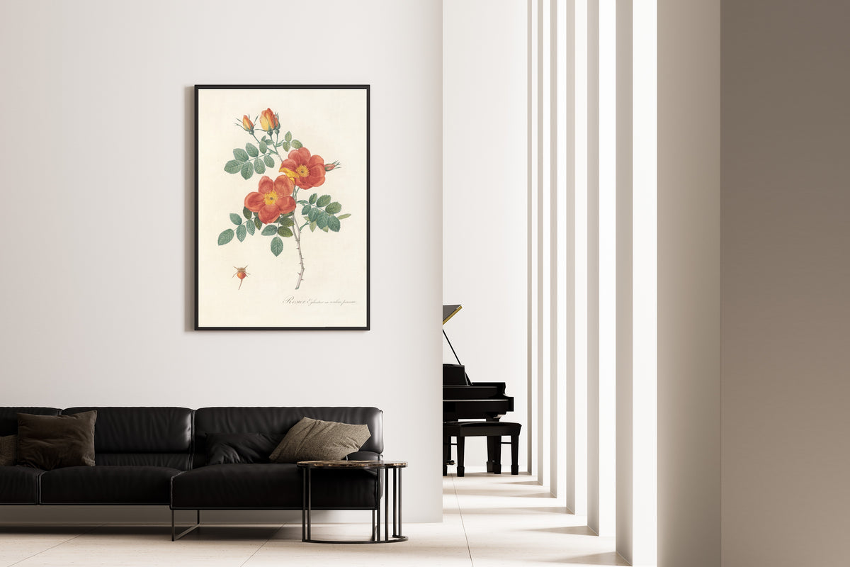 Pierre-Joseph Redouté — Les Roses: Rosier Églantier var. couleur ponceau | Botanical Illustration Print