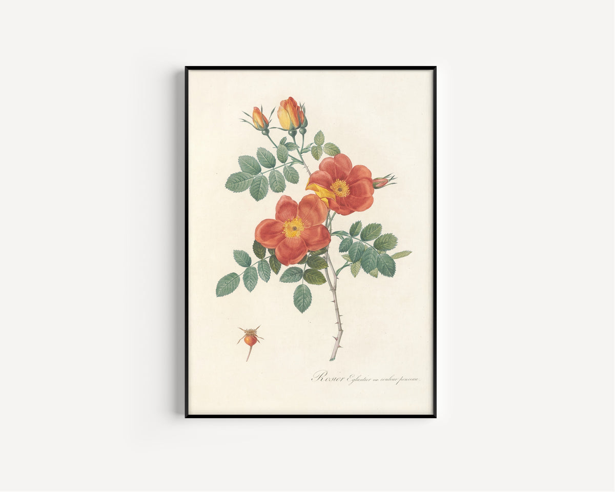 Pierre-Joseph Redouté — Les Roses: Rosier Églantier var. couleur ponceau | Botanical Illustration Print
