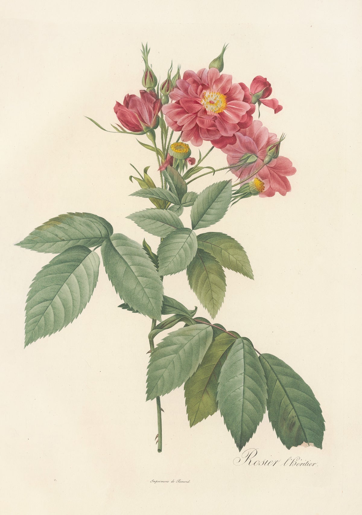 Pierre-Joseph Redouté — Les Roses: Rosier l'Héritier | Botanical Illustration Print