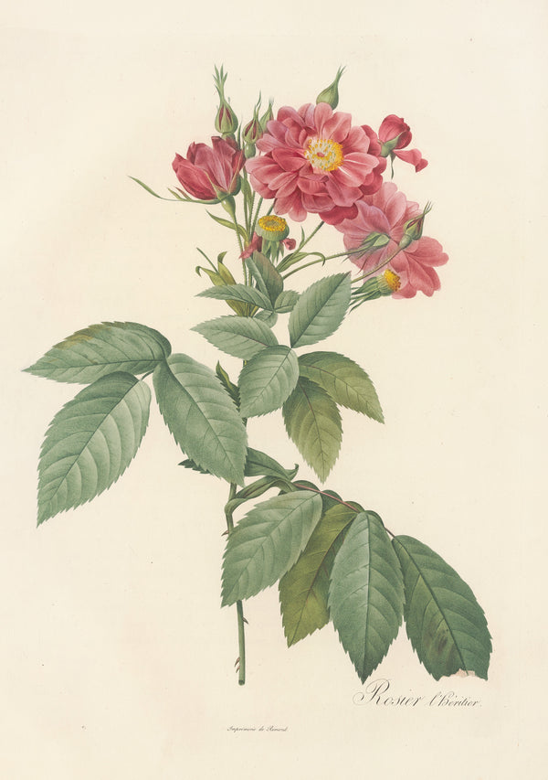 Pierre-Joseph Redouté — Les Roses: Rosier l'Héritier | Botanical Illustration Print