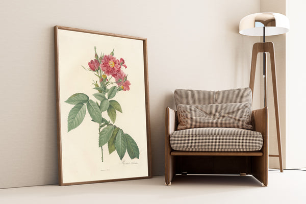 Pierre-Joseph Redouté — Les Roses: Rosier l'Héritier | Botanical Illustration Print