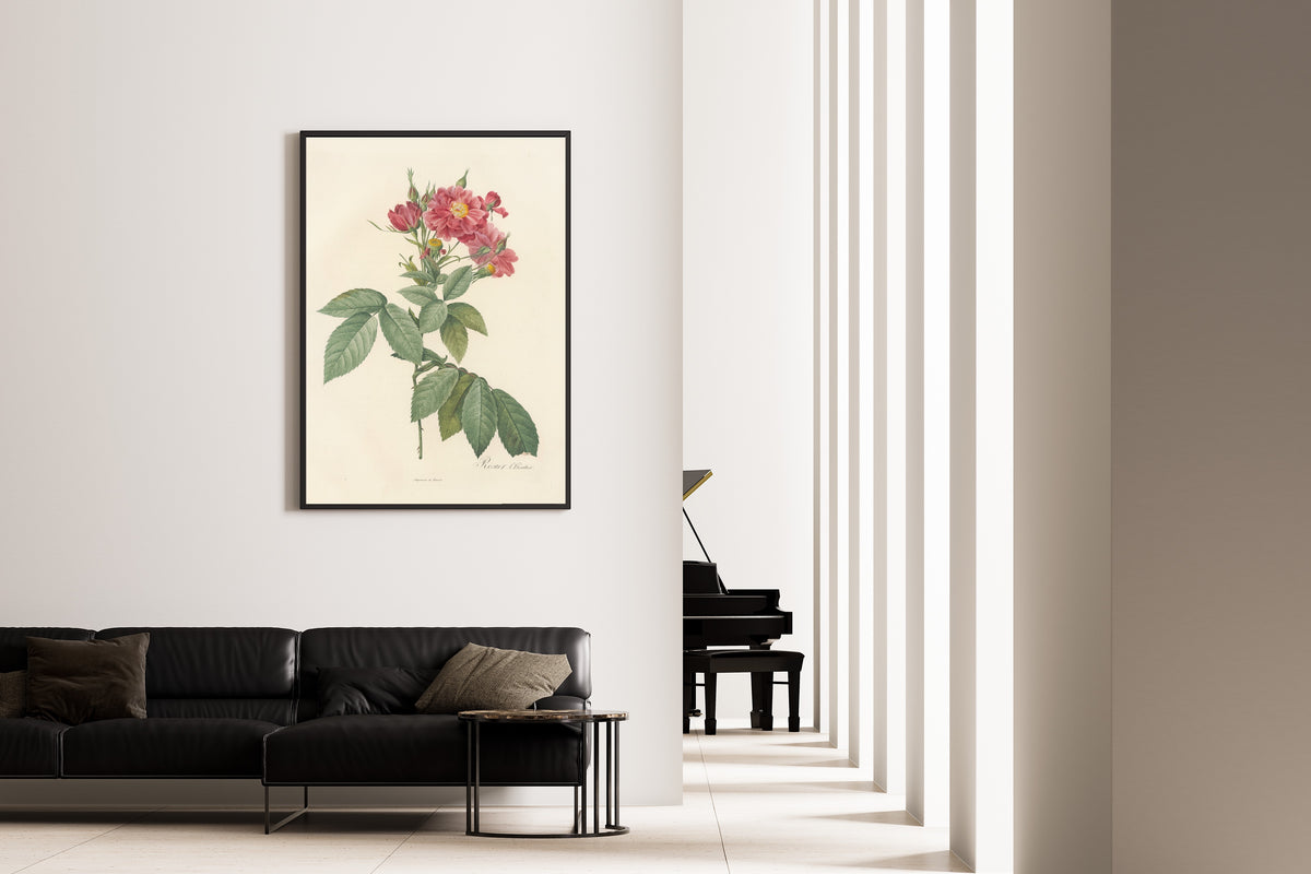 Pierre-Joseph Redouté — Les Roses: Rosier l'Héritier | Botanical Illustration Print