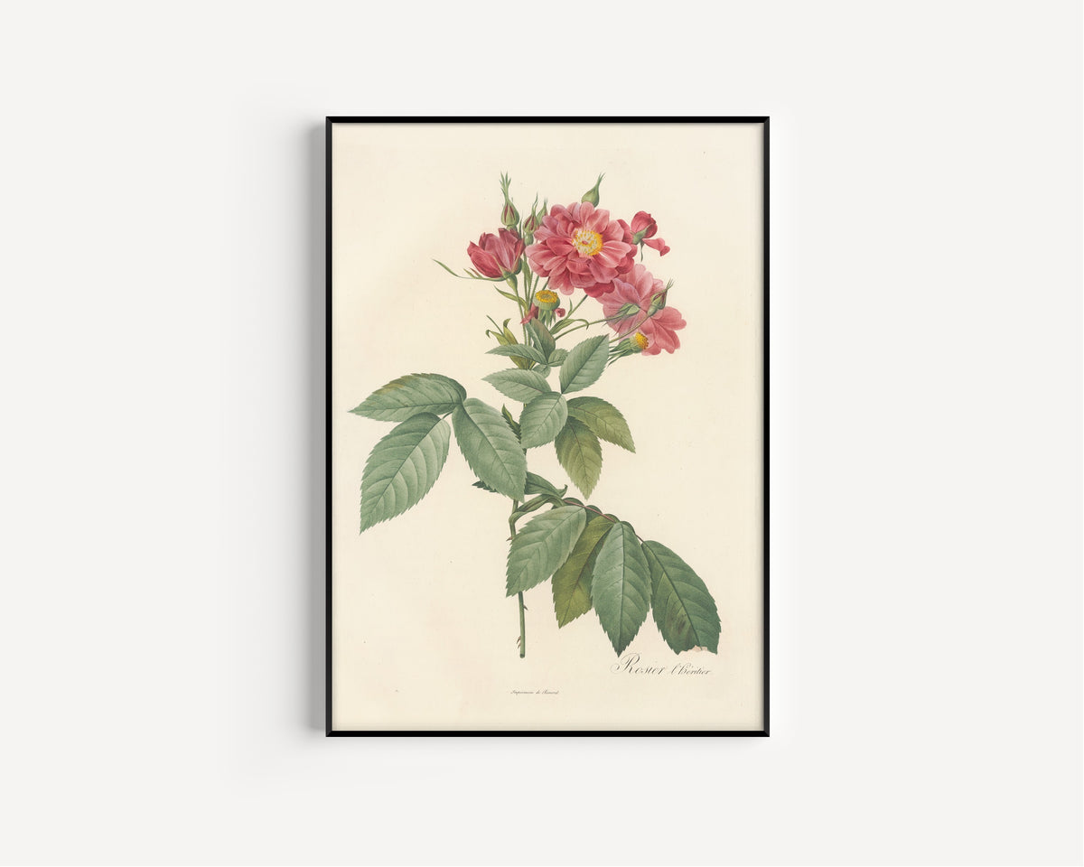 Pierre-Joseph Redouté — Les Roses: Rosier l'Héritier | Botanical Illustration Print