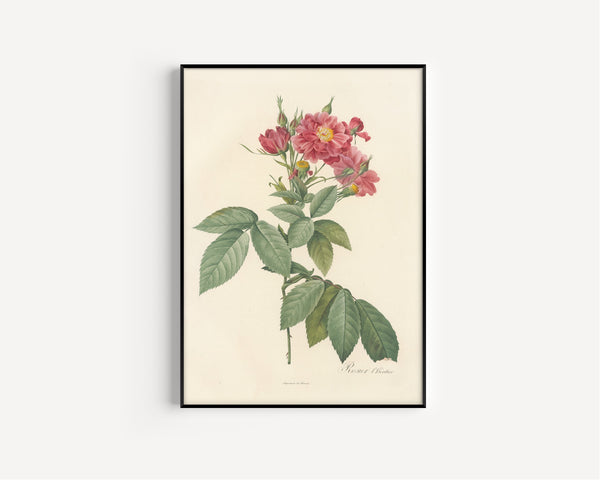 Pierre-Joseph Redouté — Les Roses: Rosier l'Héritier | Botanical Illustration Print