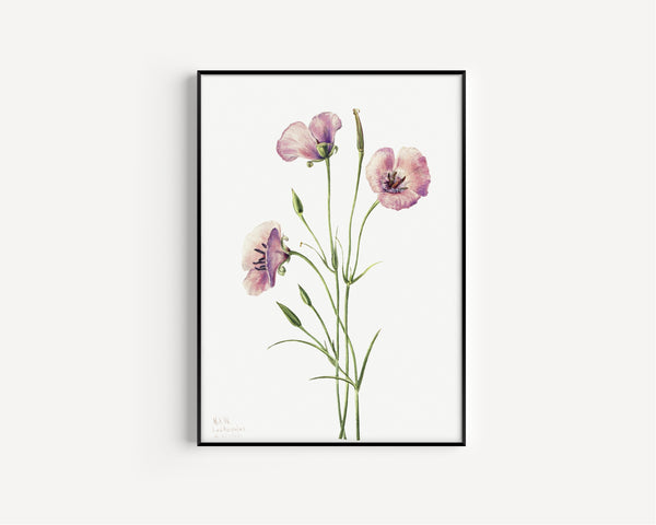 Mary Vaux Walcott — Lilac Mariposa (Calochortus splendens) | Natural History Print