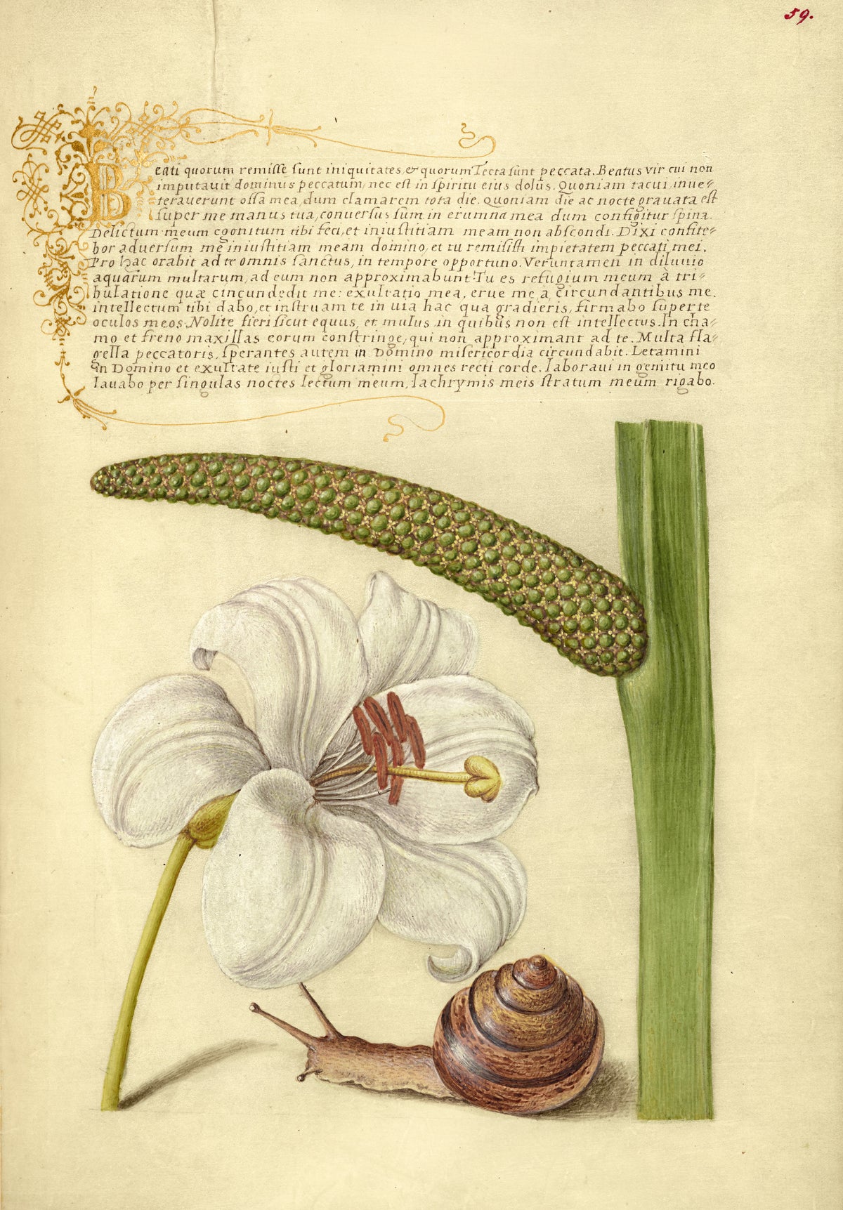Joris Hoefnagel — Madonna Lily, Terrestrial Mollusk, and Sweet Flag | Botanical Calligraphy Print