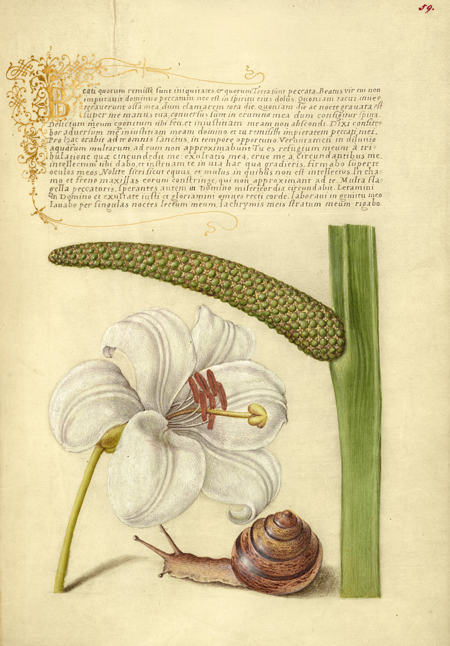 Joris Hoefnagel — Madonna Lily, Terrestrial Mollusk, and Sweet Flag | Botanical Calligraphy Print shown to scale on a wall above a sofa