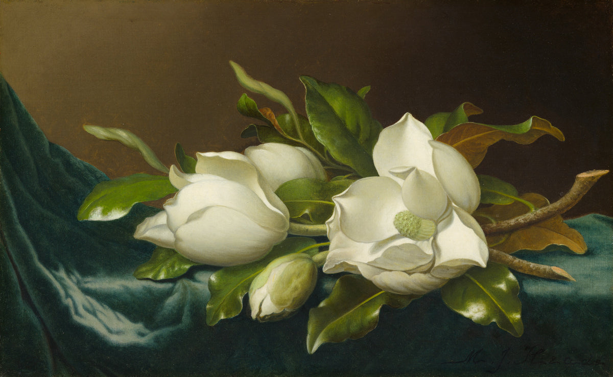Martin Johnson Heade — Magnolias on Light Blue Velvet Cloth | Fine Art Print