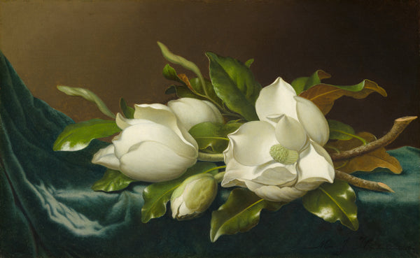 Martin Johnson Heade — Magnolias on Light Blue Velvet Cloth | Fine Art Print