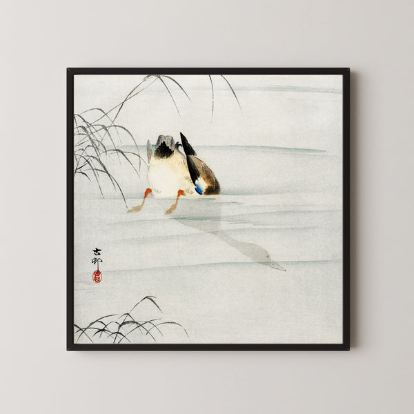 Ohara Koson — Mallard, Head under Water | Japanese Bird & Flower Woodblock Print