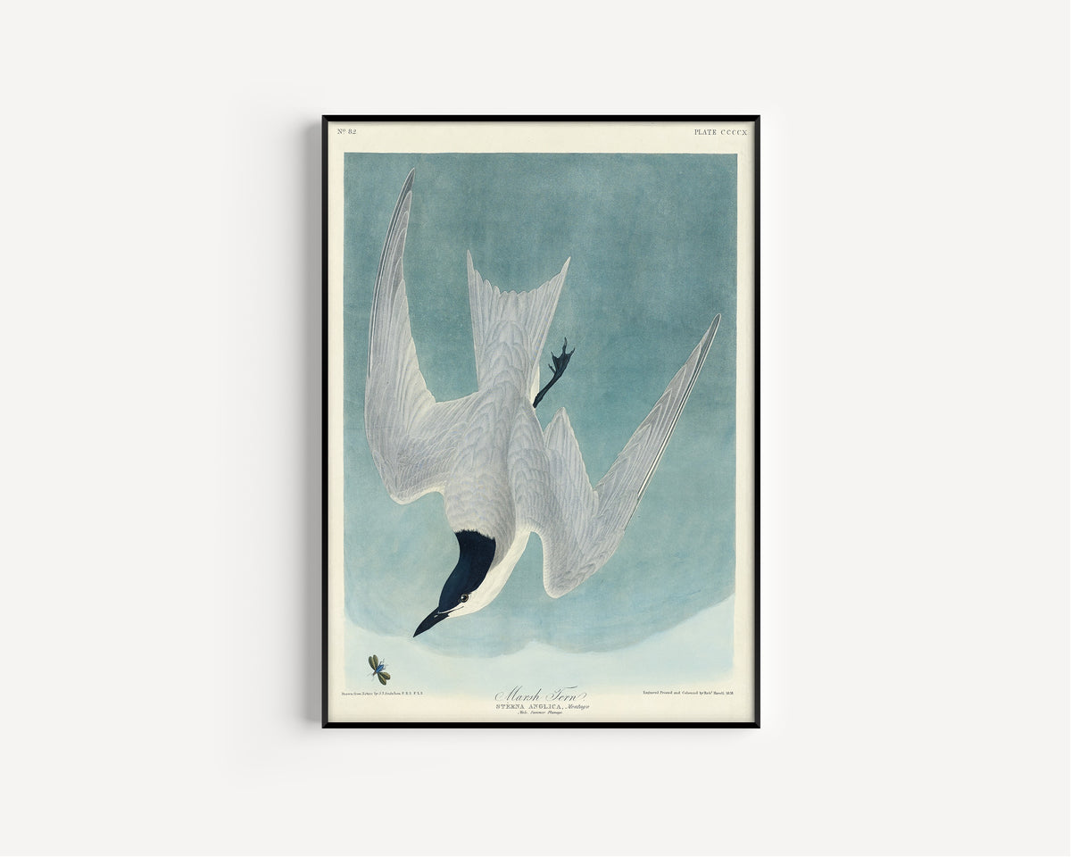 John James Audubon — Marsh Tern | Natural History Print