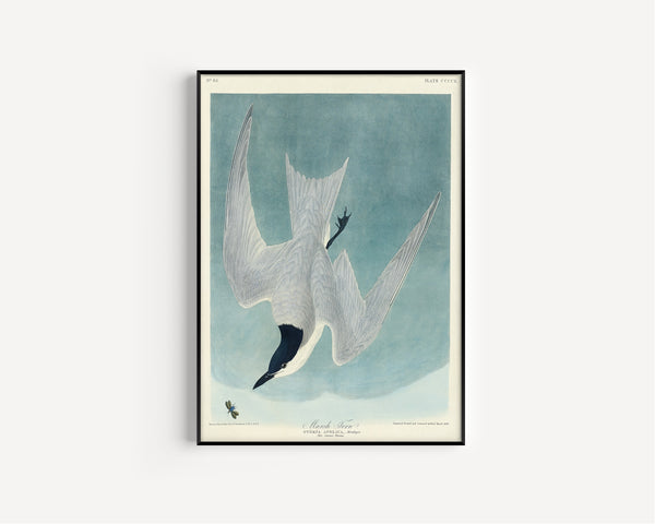 John James Audubon — Marsh Tern | Natural History Print
