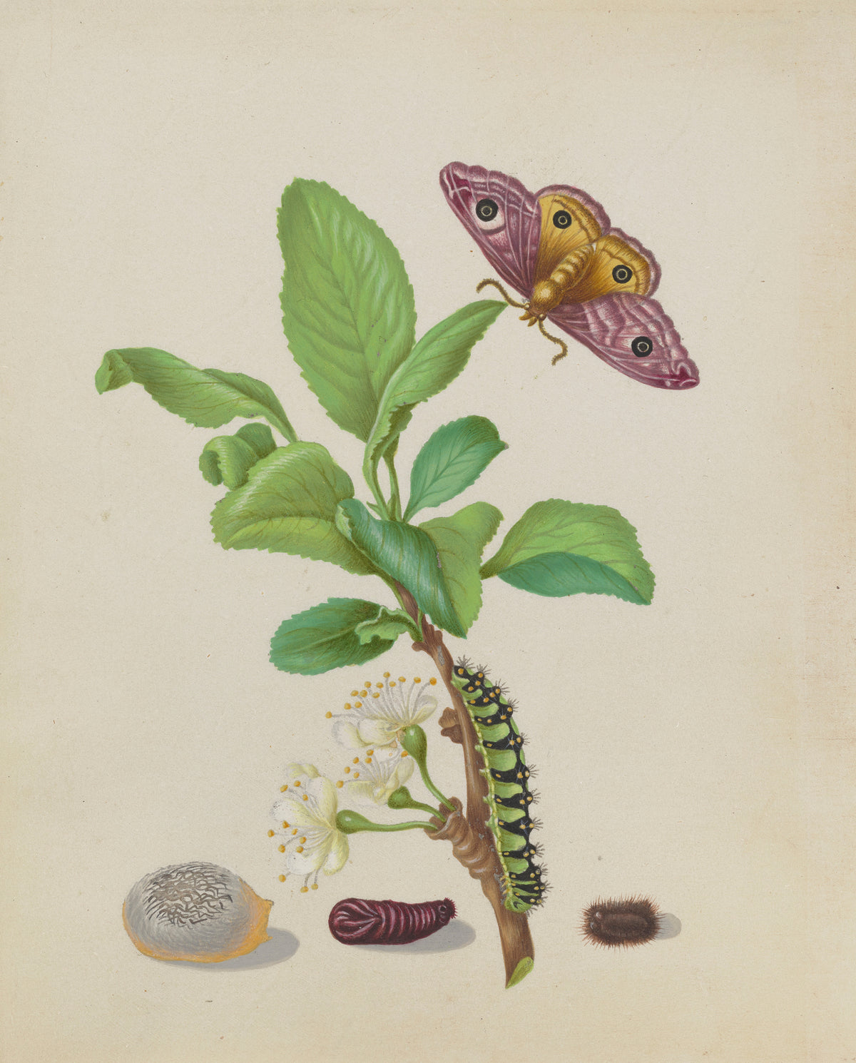 Metamorphosis of a Small Emperor Moth on a Damson Plum, plate 13 of the Caterpillar Book by Maria Sibylla Merian — A plum twig in blossom with a pink moth