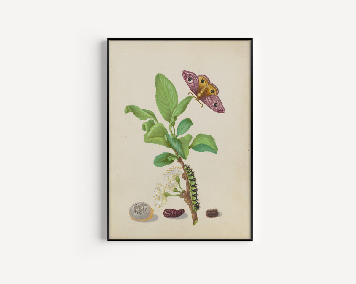 Framed art print of Metamorphosis of a Small Emperor Moth on a Damson Plum, plate 13 of… by Maria Sibylla Merian, in a slim black frame on a plain white wall
