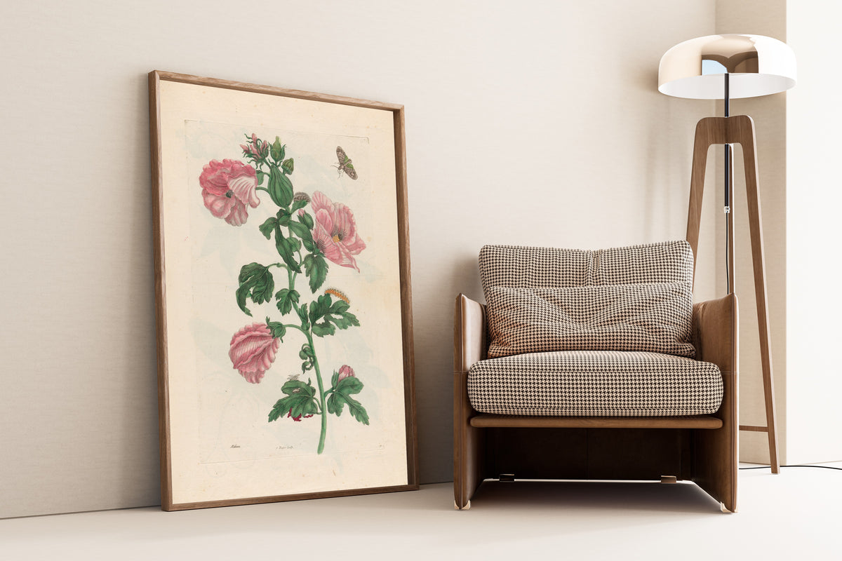 Framed art print of Metamorphosis of the Insects of Surinam: Althea by Maria Sibylla Merian, leaning against a wall beside an armchair and a floor lamp